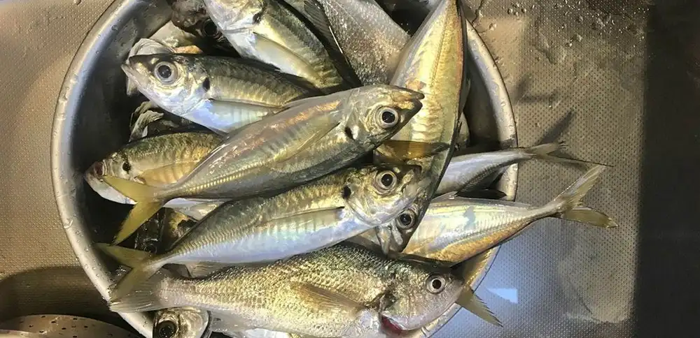 غذای دریایی در بارداری